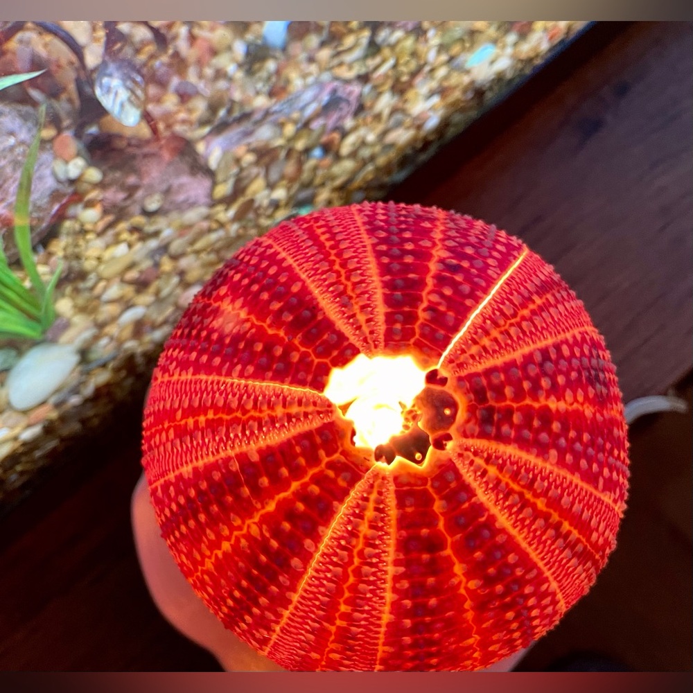 Unique Seashell Light Table Mantle Shelf Lamp Beachy Nightlight Ocean Shell - Picture 13 of 13